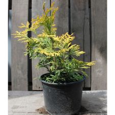 Туя западная Санкист (Sunkist) С1,5