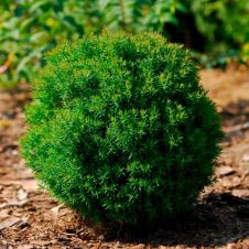 Туя западная Тедди (Teddy) С2