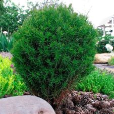 Туя западная Тедди (Teddy) С2