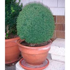 Туя западная Тедди (Teddy) С2