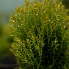 Туя западная Тедди (Teddy) С2