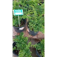 Барбарис Тунберга Green carpet (Грин Карпет) С3 30-40 см