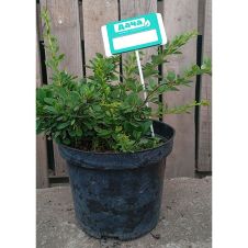 Барбарис Тунберга Green carpet (Грин Карпет) С3 30-40 см
