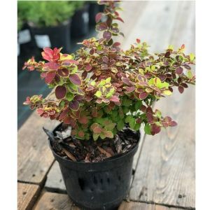 Барбарис Тунберга Golden ring (Голден Ринг) C2 30-40 см