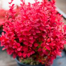 Барбарис Тунберга Оранж Тауэр (Orange Tower) C1,5