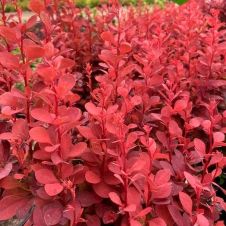 Барбарис Тунберга Оранж Тауэр (Orange Tower) C1,5