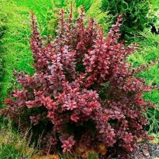 Барбарис Тунберга Atropurpurea (Атропурпурея) Nana C2