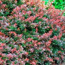 Барбарис Тунберга Atropurpurea (Атропурпурея) Nana C2