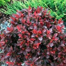 Барбарис Тунберга Atropurpurea (Атропурпурея) Nana C2