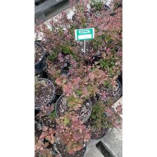 Барбарис Тунберга Pink Queen (Пинк Квин) C1,5
