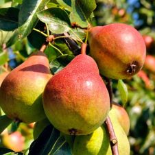 Саженец Груша Чусовая С7