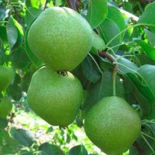 Саженец Груша Чусовая С7