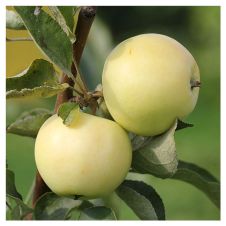 Саженец Яблоня Белый налив С7,5/С10