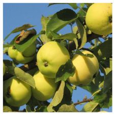 Саженец Яблоня Белый налив С7,5/С10