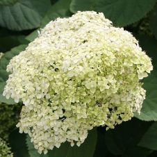 Гортензия древовидная Lime Rickey (Лайм Рики) С2