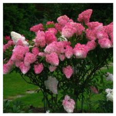 Гортензия метельчатая Fraise melba (Фрайз Мелба) С10