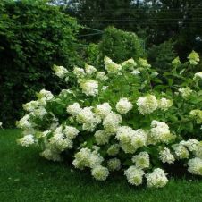 Гортензия метельчатая Grandiflora (Грандифлора) C1,5