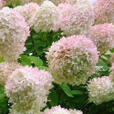 Гортензия метельчатая Grandiflora (Грандифлора) C1,5