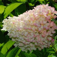 Гортензия метельчатая Grandiflora (Грандифлора) C1,5