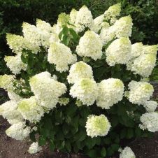 Гортензия метельчатая Silver Dollar (Сильвер доллар) С2