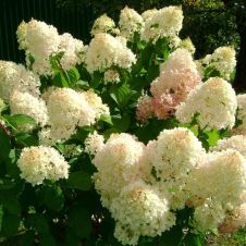 Гортензия метельчатая Silver Dollar (Сильвер доллар) С2