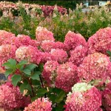 Гортензия метельчатая Краса Лесково P9