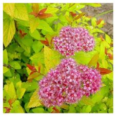 Спирея японская Голдфлейм (Gold flame) C3