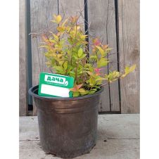 Спирея японская Голдфлейм (Gold flame) C3