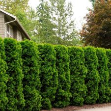 Туя западная Holmstrup (Холмструп)