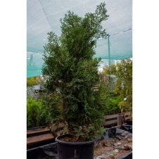 Туя западная Holmstrup (Холмструп)