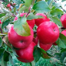 Саженец Яблоня Красное раннее С7,5/С10