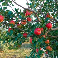 Саженец Яблоня Красное раннее С7,5/С10