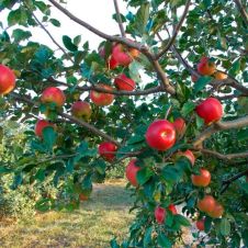 Саженец Яблоня Красное раннее С7,5/С10