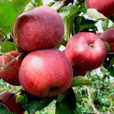 Саженец Яблоня Мулатка