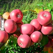 Саженец Яблоня Мулатка