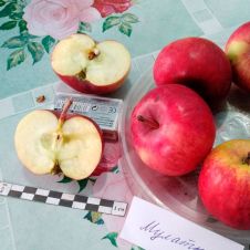 Саженец Яблоня Мулатка
