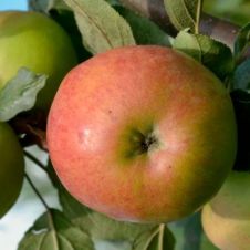 Саженец Яблоня Приветный С7
