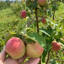 Саженец Яблоня Приветный С7
