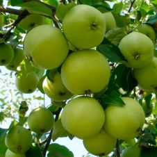 Саженец Яблоня Свердловчанин С12