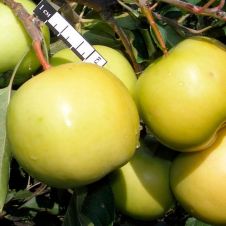 Саженец Яблоня Свердловчанин С12