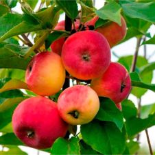 Саженец Яблоня Серебряное копытце С7