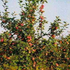 Саженец Яблоня Серебряное копытце С7