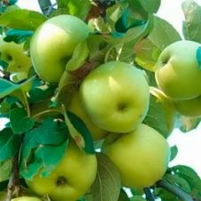 Саженец Яблоня Феникс Алтайский