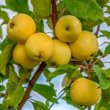 Саженец Яблоня Юнга