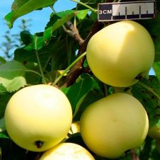 Саженец Яблоня Юнга