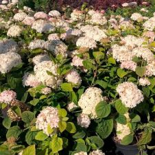 Гортензия древовидная Candybelle Marshmallow С5 h=40-60см