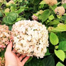 Гортензия древовидная Candybelle Marshmallow С5 h=40-60см