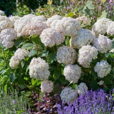 Гортензия древовидная Candybelle Marshmallow С5 h=40-60см