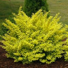 Барбарис Тунберга Ауреа (Aurea) С2