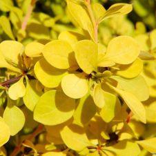 Барбарис Тунберга Ауреа (Aurea) С2